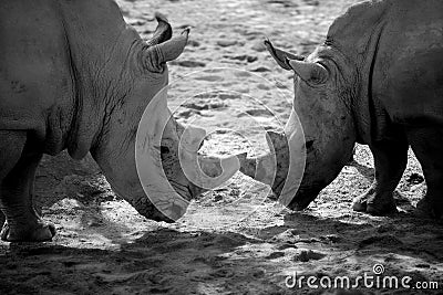 Two african rhino, duel for power Stock Photo