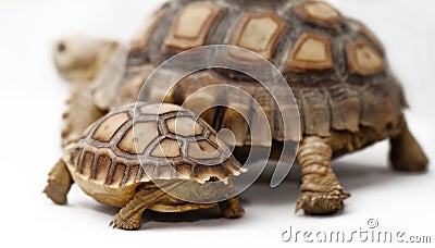 Two African Spurred Tortoise (Sulcata) Stock Photo