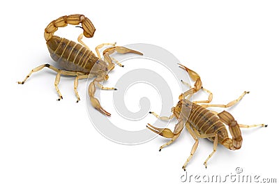 Two African venom Scorpions isolated on white background Stock Photo