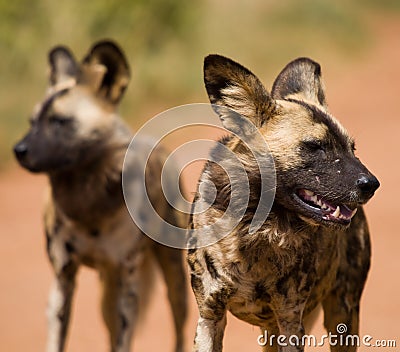 Two African Wild Dogs Stock Photo