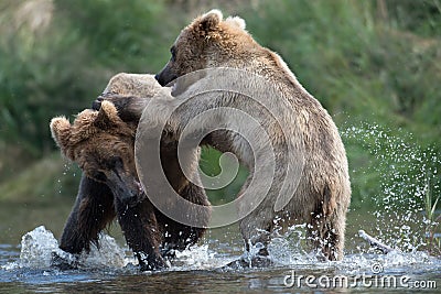 Two Alaskan brown bears fighting Stock Photo