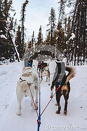 Alaskan dogs sled team in harness dog sledding during Alaska winter in the forest Stock Photo