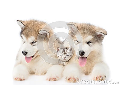 Two Alaskan malamute puppies lying with tiny kitten. isolated on white background Stock Photo