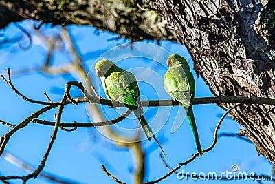 Two Alexandrine Parakeets, beautiful birds Stock Photo