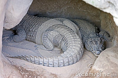 Two Alligators or crocodiles asleep in a cave Stock Photo