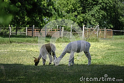 Two Alpacas Grazing Stock Photo