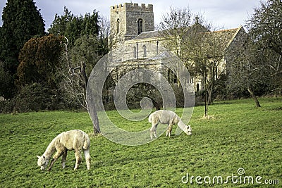 A pair of Alpacas grazing on grass in orchard with church in background Stock Photo