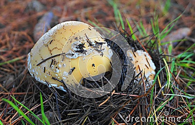 Two Amanita gemmata mushrooms on grass background. Stock Photo