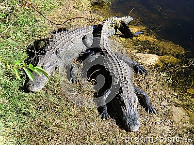 Two American Alligators Stock Photo