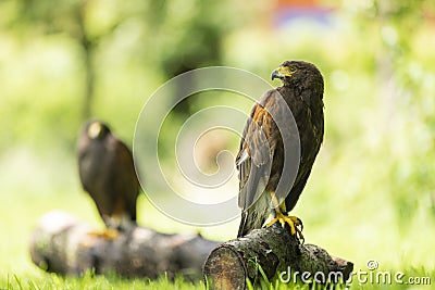 Two american Harris Hawks Parabuteo Unicinctus sitting on a tree log outside in the sun against a green background Stock Photo