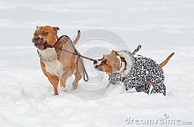 Two american staffordshire terrier dogs doing love game on a snow-covered field Stock Photo