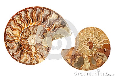 Two ammonites Stock Photo