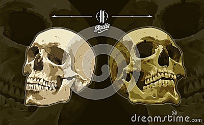 Two Anatomic Vector Skulls Vector Illustration