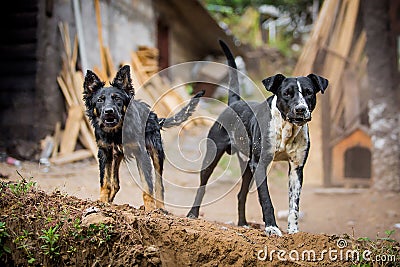 Two angry guard dogs Stock Photo