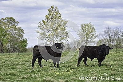 Two Angus bulls in lush clover pasture Stock Photo