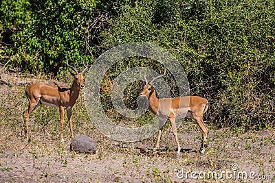 Two antelope - Impala Stock Photo