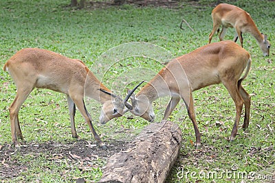 Two antelopes fight by relying on the strength of their horns. Stock Photo