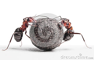 Two ants rolling stone Stock Photo