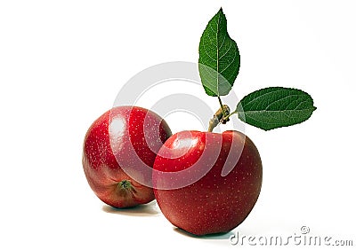 Two apples Stock Photo