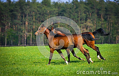Two arabian horses Stock Photo