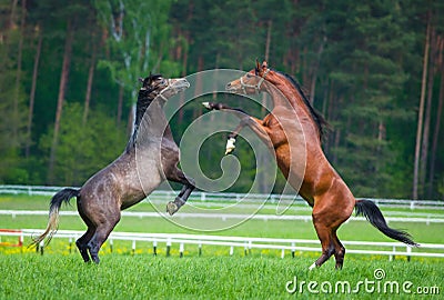 Two arabian stallions Stock Photo