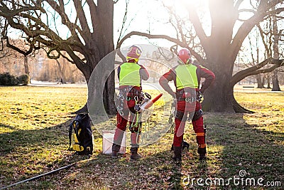 Two arborist men standing against two big trees. The worker with helmet working at height on the trees. Lumberjack working with ch Stock Photo