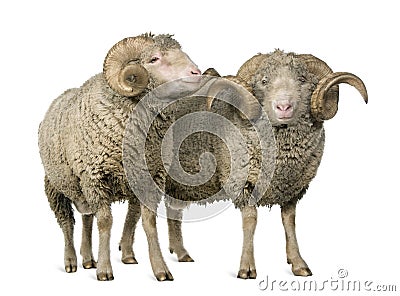 Two Arles Merino sheep, rams Stock Photo