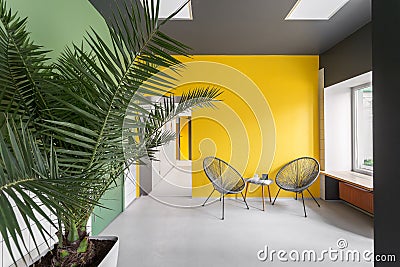 Two armchair on a yellow wall. Graphic, style, minimalism, Scandinavian style. Large houseplant, palm tree in the interior. Stock Photo