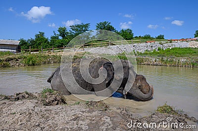 Two Asian elephants in a pond. The big elephant hugged the smaller one with its trunk Stock Photo