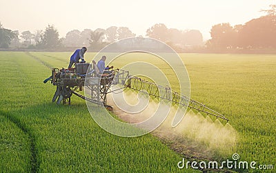 Two Asian farmers on sprayer tractor spraying chemical and fertilizer in green paddy field at morning time Editorial Stock Photo