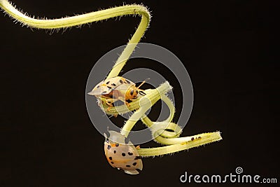 Two Aspidomorpha miliaris beetles are looking for food. Stock Photo