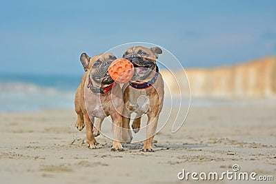 Two athletic brown French Bulldog dogs playing fetchwith ball at the beach with a maritime dog collars Stock Photo