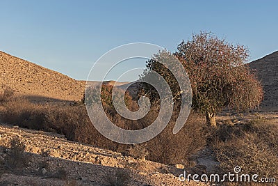 Two Atlantic Pistachio Trees in Wadi Lotz in the Negev in Israel Stock Photo