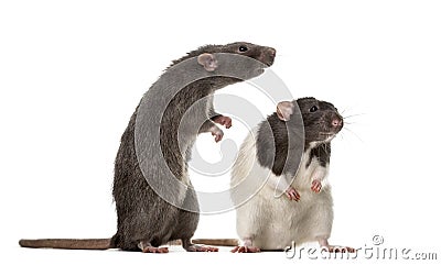 Two attentive Rats standing , Stock Photo