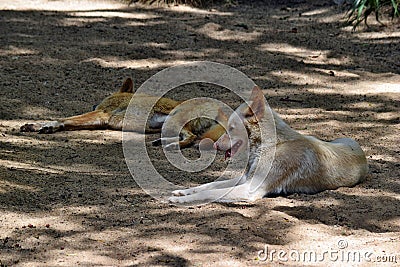 Two Australian dogs dingo Canis dingo Stock Photo