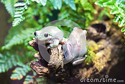 white tree frogs on a branch. Litoria caerulea, genus of tailless amphibians from tree frog family. Stock Photo