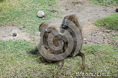 Two baboons lousing each other in the Ngorongoro Crater Stock Photo