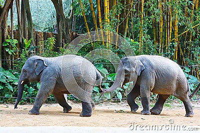 Two baby Asian elephants are playing in the zoo Stock Photo