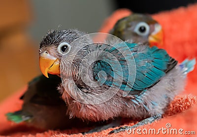 Two baby blue lovebirds with red beak on orange clothes Stock Photo