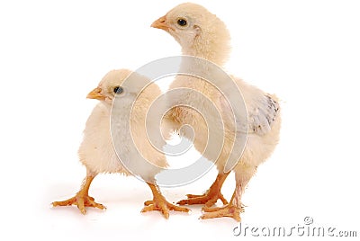 Two baby chicks Stock Photo