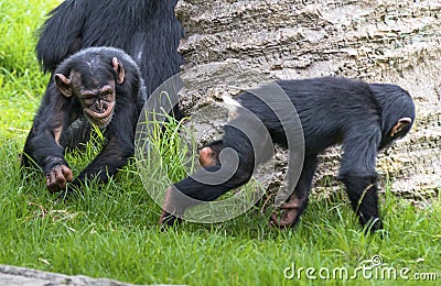 Two baby Chimpanzees playing Stock Photo