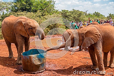 Two Baby Elephants drinking water Editorial Stock Photo