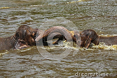 Two baby elephants playing with each other in the water in a zoo Stock Photo