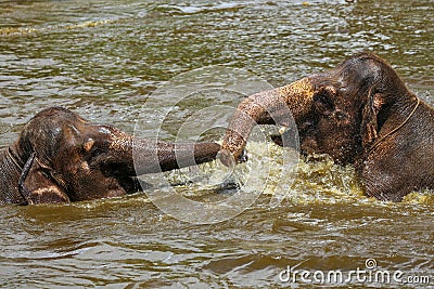 Two baby elephants playing with each other in the water in a zoo Stock Photo