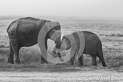 Two baby elephants with tusks playing with their trunks Stock Photo