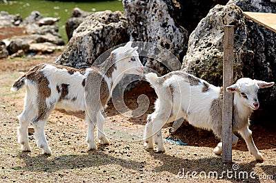 Two Baby Goats Stock Photo