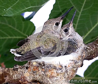 Two Baby Hummingbirds Stock Photo