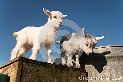 Two baby pygmy goats Stock Photo