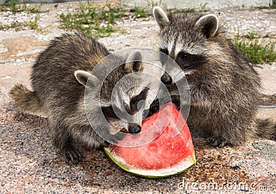 Two baby raccoons eating watermelon. Stock Photo