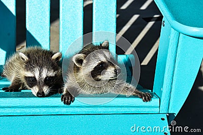 Two baby raccoons lounging on a bright aqua Adirondack chair in the sun. Stock Photo